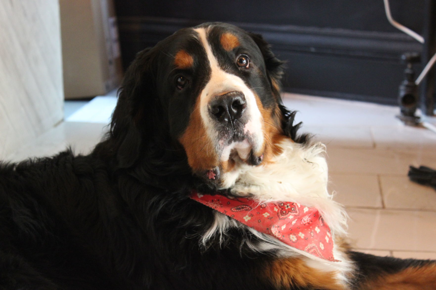 Pablo, the 2-year-old Bernese mountain dog and trained service dog..JPG